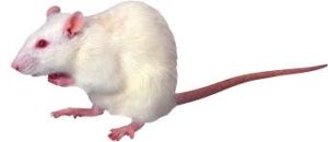 Mouse representing functional study.