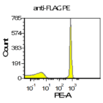 Flag Tag vTag Antibody L5 validation using positive control antibody binding beads demonstrates adequate resolution of the positive bead population from control. Measurement was performed on a Beckman Coulter CytoFlex equipped with a 561nm laser.