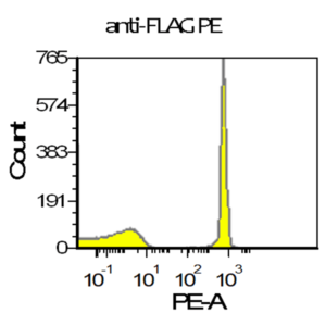 Flag Tag vTag Antibody L5 validation using positive control antibody binding beads demonstrates adequate resolution of the positive bead population from control. Measurement was performed on a Beckman Coulter CytoFlex equipped with a 561nm laser.